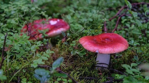 <br />
				Биологи МГУ прочитали первые геномы родственников грибов	