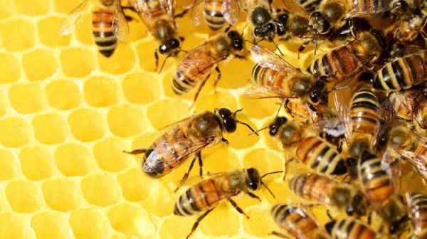 <br />
				«Не на себя пчела работает». Как пчелы помогают людям?	