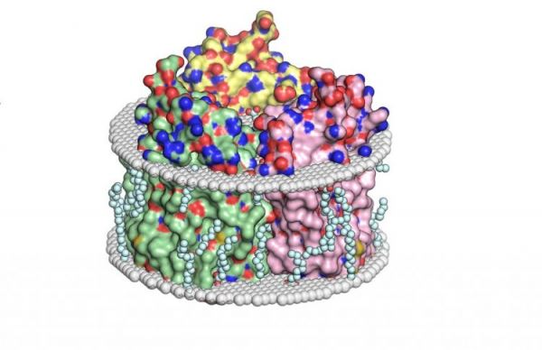 <br />
				Ученые МФТИ пролили свет на перенос ионов живыми клетками	