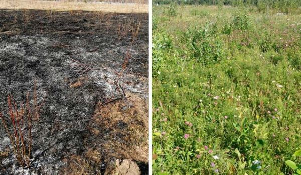 <br />
				Ученые МГУ оценили послепожарное состояние луговой растительности	