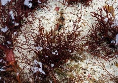 <br />
				Ученые ДВФУ разработали уникальное удобрение из дальневосточной водоросли	