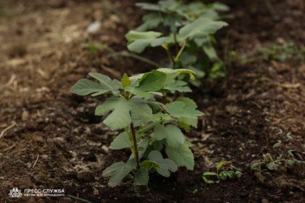 <br />
				Учёные Крымского федерального университета заложат инжировый сад	